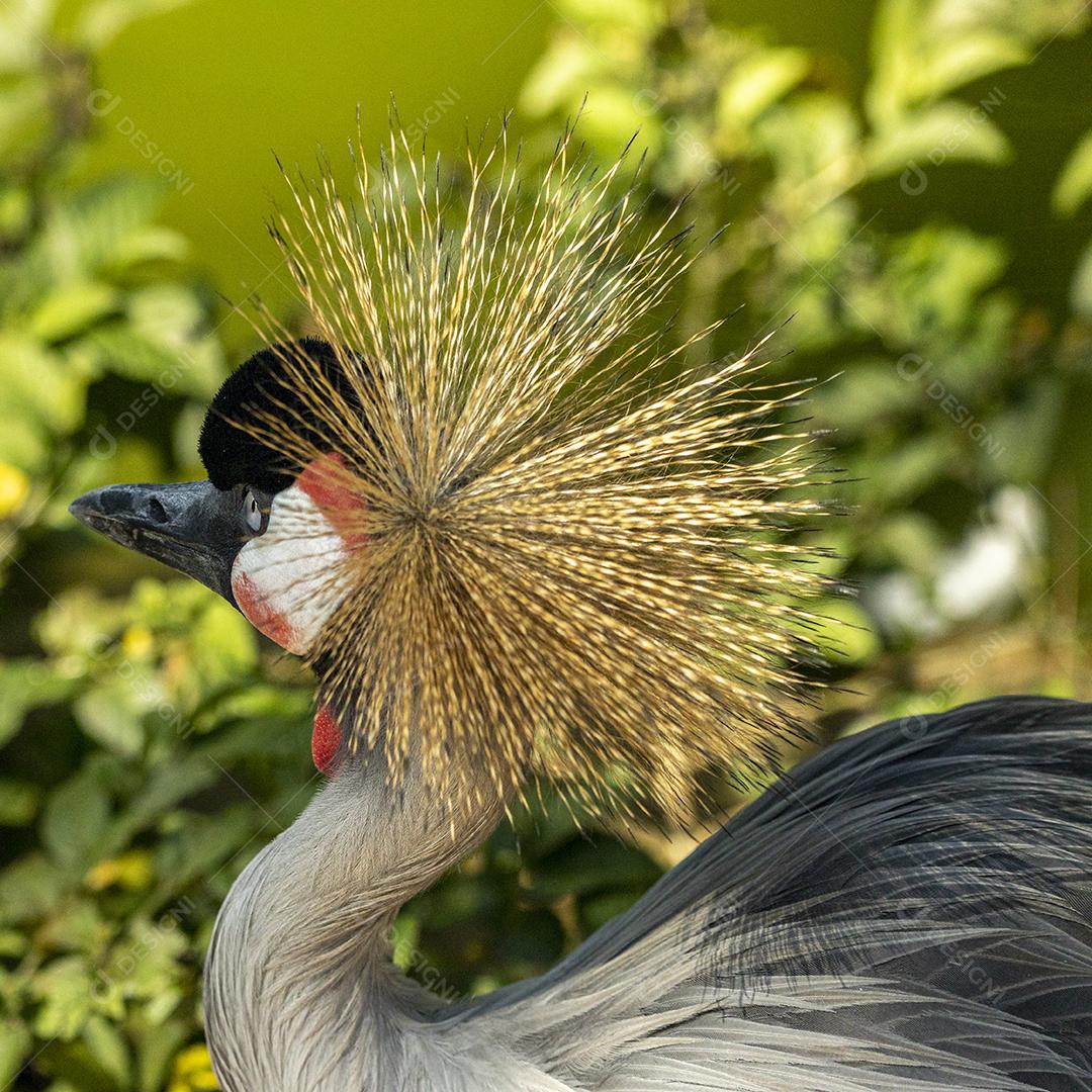 Grou-coroado-oriental passaros aves Imagem JPG