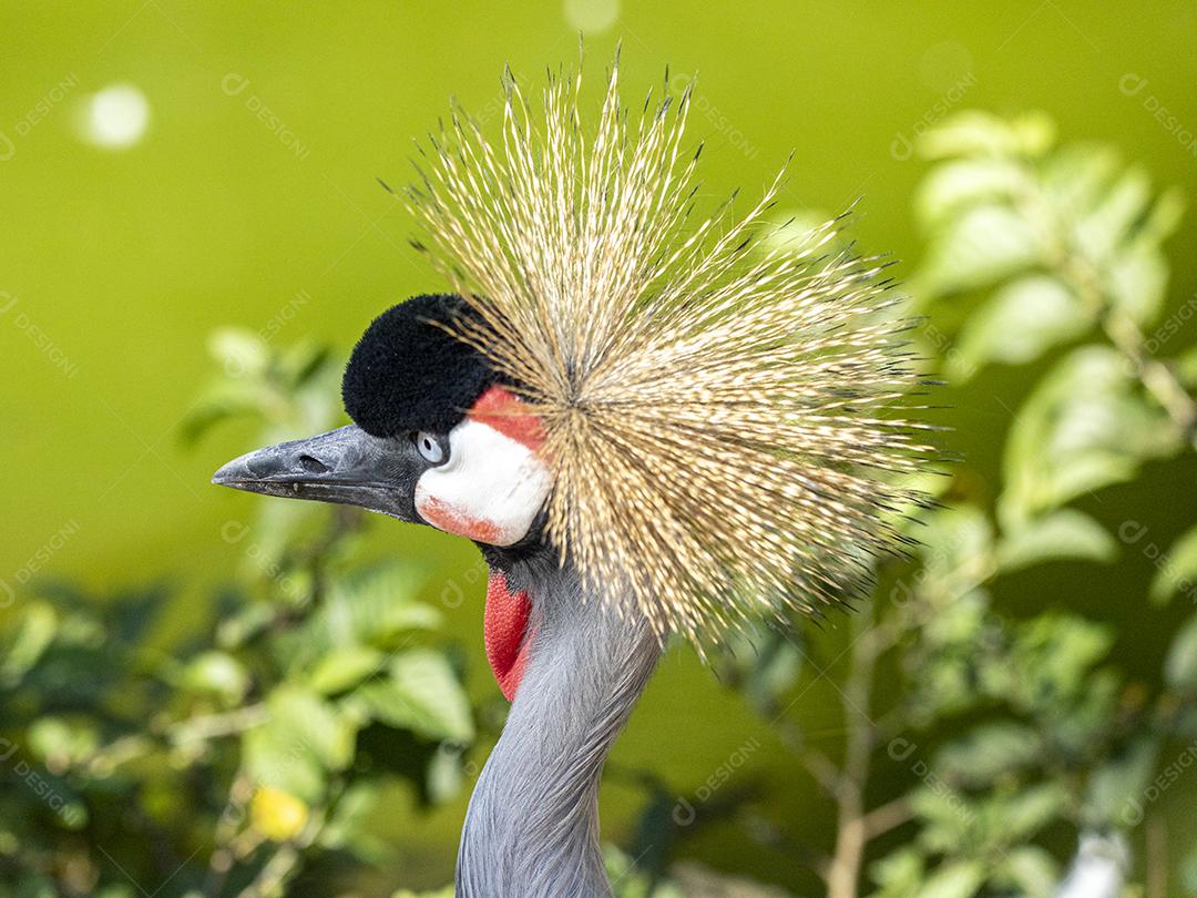 Grou-coroado-oriental passaros aves Imagem JPG