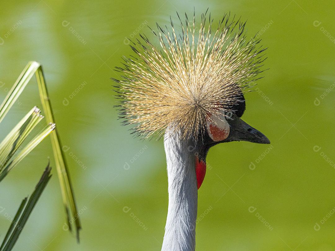 Grou-coroado-oriental passaros aves Imagem JPG