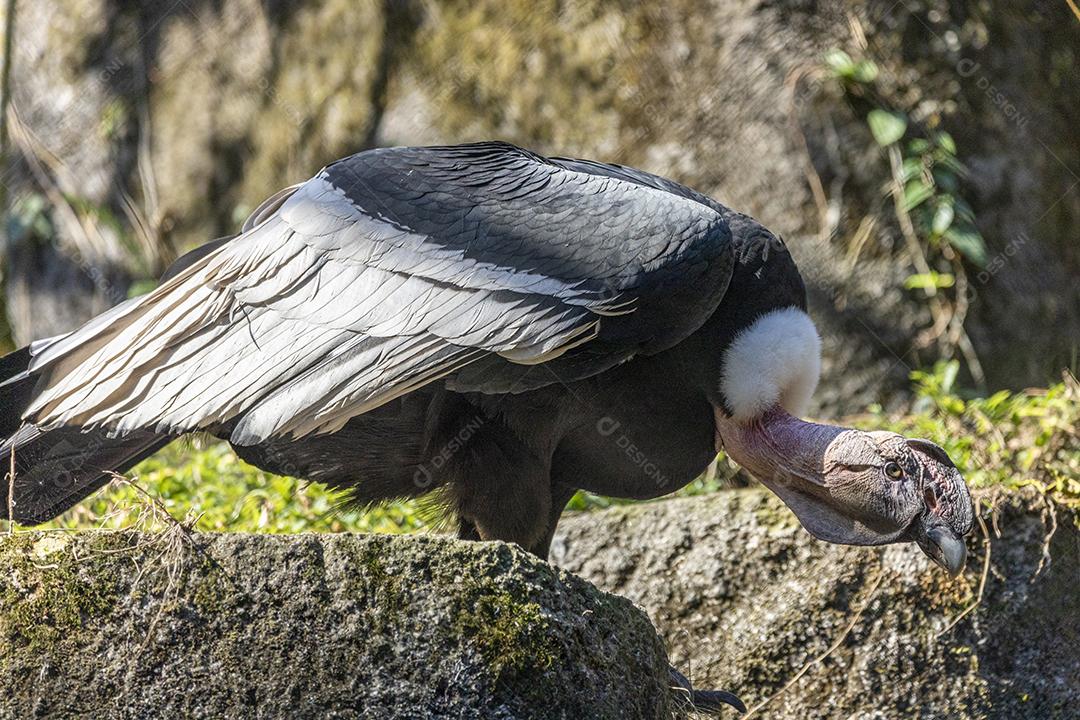 Condor-dos-andes aves passaros Imagem JPG