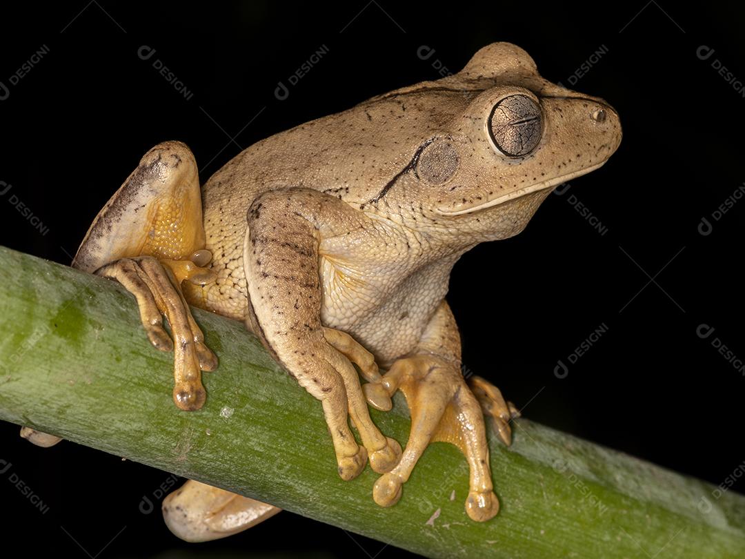 Hypsiboas faber encima de um galho de arvore Imagem JPG