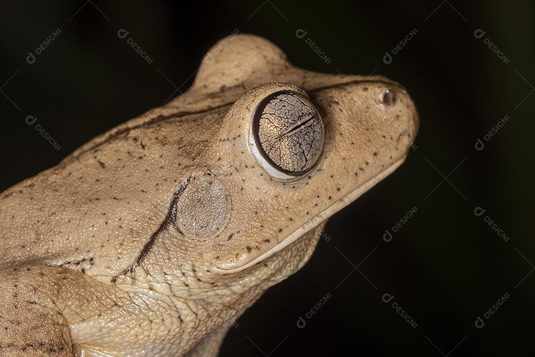 Hypsiboas faber encima de um galho de arvore Imagem JPG