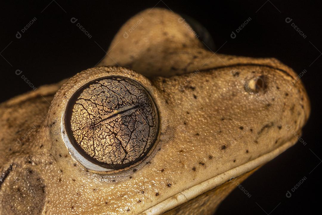 Hypsiboas faber encima de um galho de arvore Imagem JPG