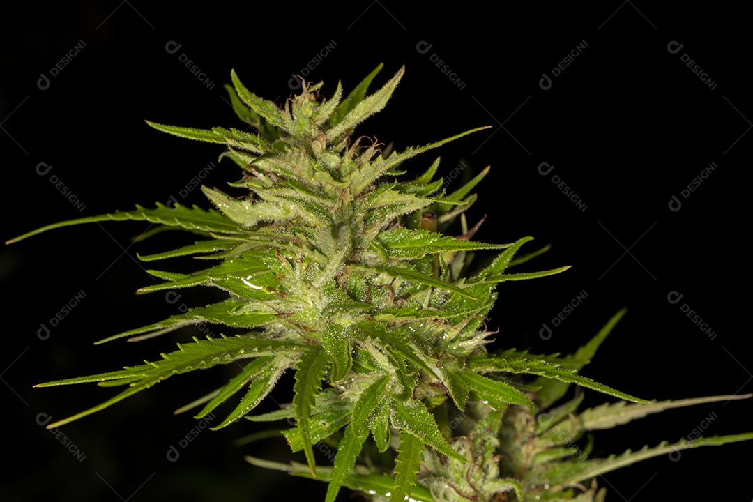 Skunk cannabis usado para tratamento medico Imagem JPG