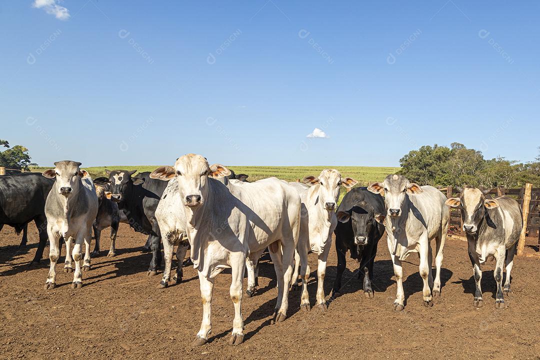Gado em confinamento, bois, vacas, dia ensolarado Imagem JPG