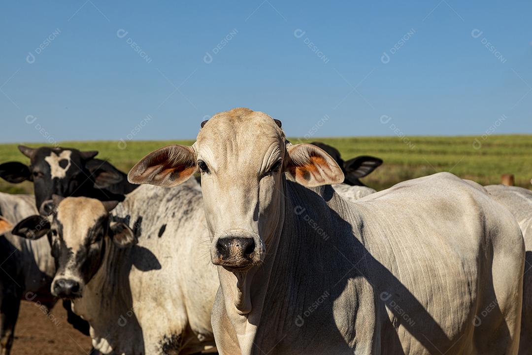 Gado em confinamento, bois, vacas, dia ensolarado Imagem JPG