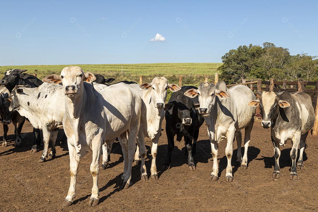 Gado em confinamento, bois, vacas, dia ensolarado Imagem JPG