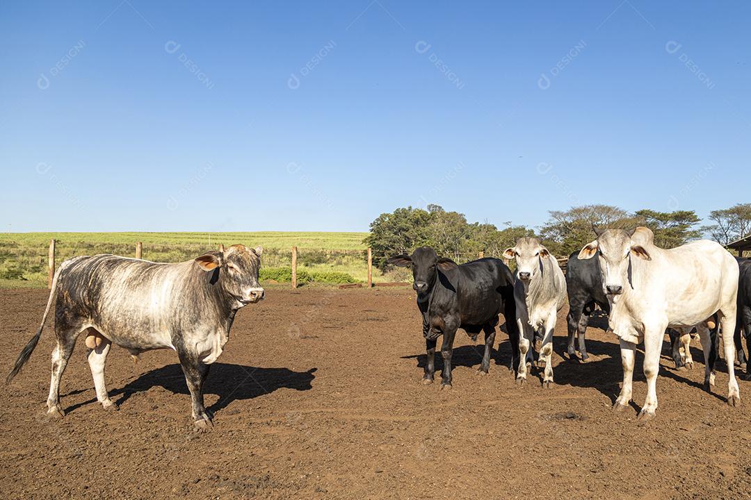 Gado em confinamento, bois, vacas, dia ensolarado Imagem JPG