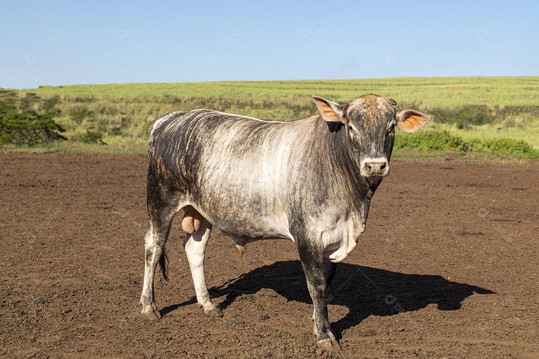 Gado em confinamento, bois, vacas, dia ensolarado Imagem JPG