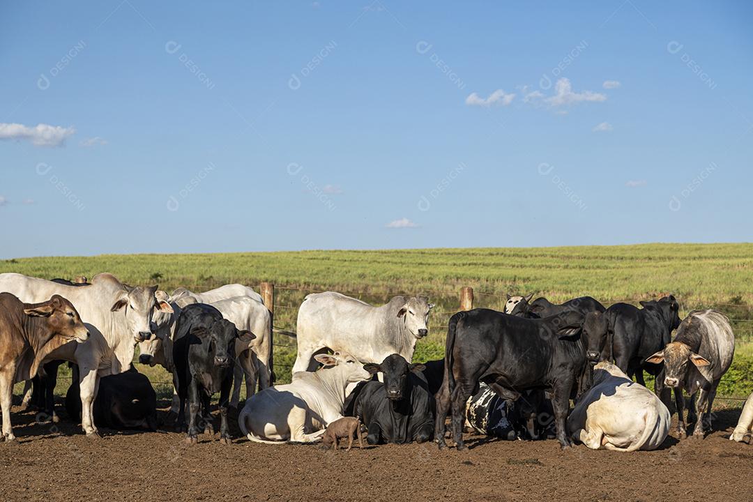 Gado em confinamento, bois, vacas, dia ensolarado Imagem JPG