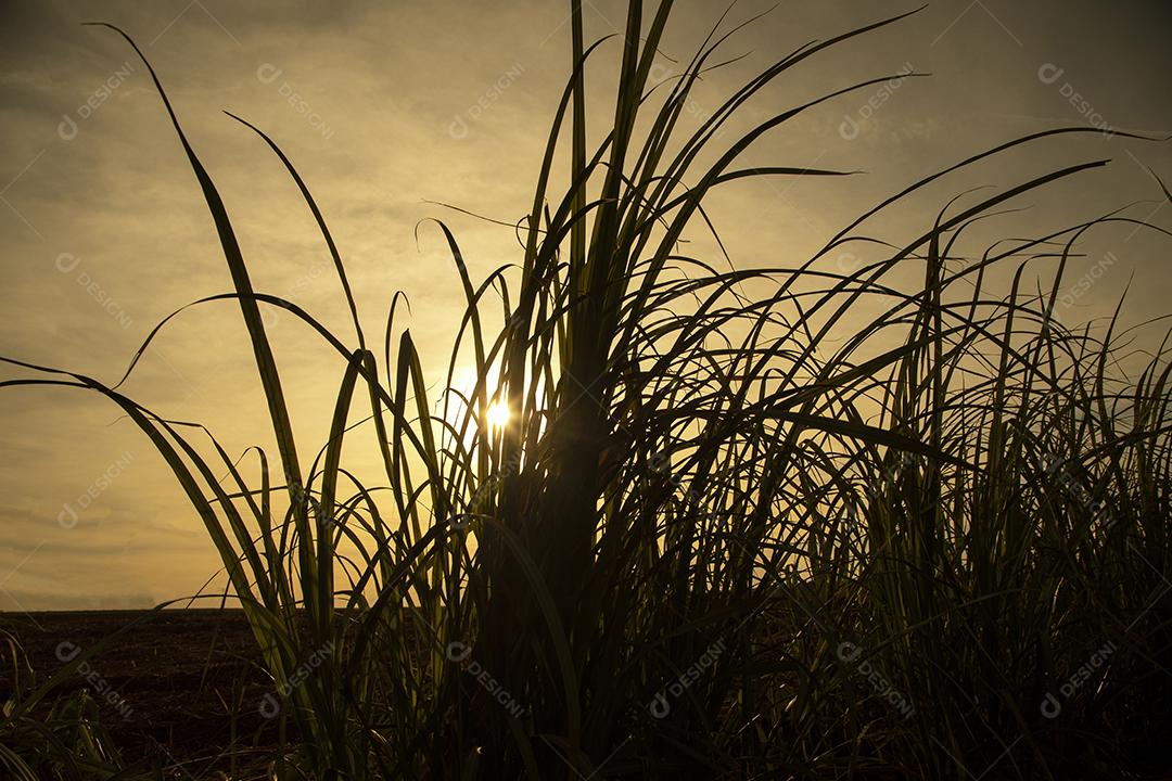 Sugar cane plantation at sunset Image JPG