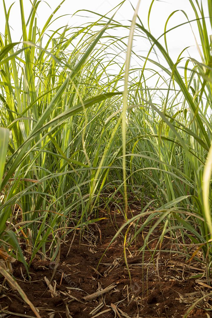 Campo de cana-de-açúcar em dia ensolarado Imagem JPG