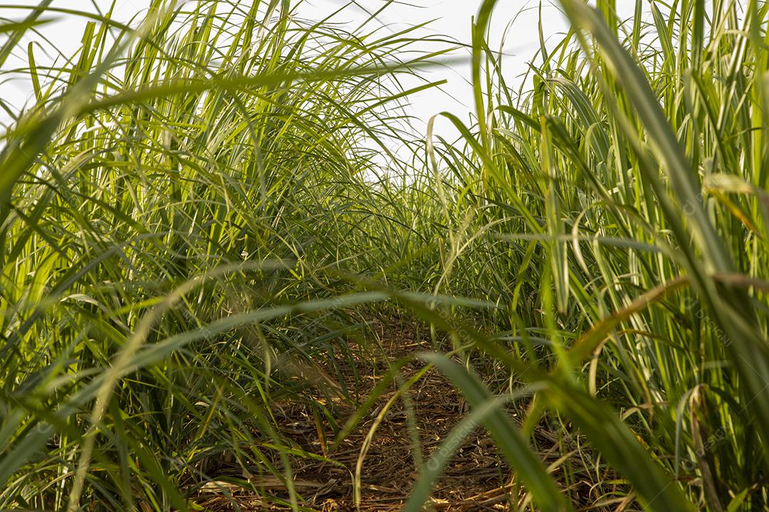 Campo de cana-de-açúcar em dia ensolarado Imagem JPG