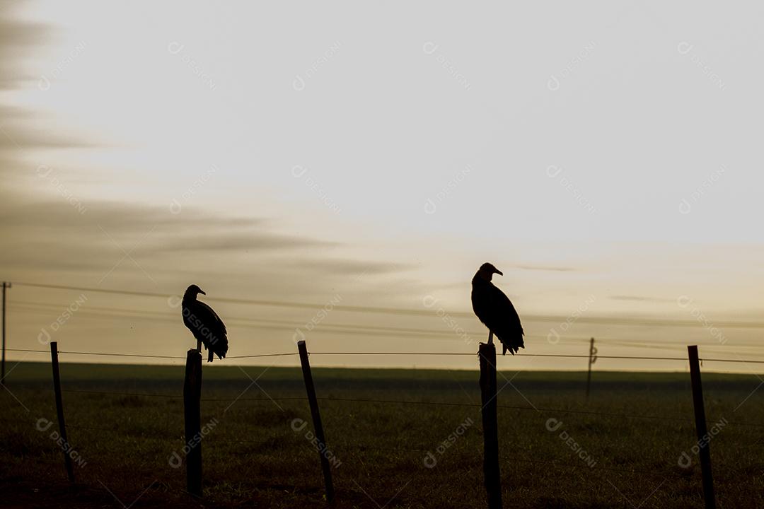 Silhueta de abutres no campo ao pôr do sol Imagem JPG