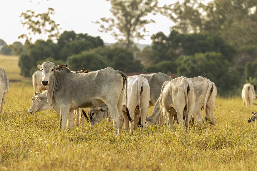 Vacas no pasto ao pôr do sol. Imagem JPG