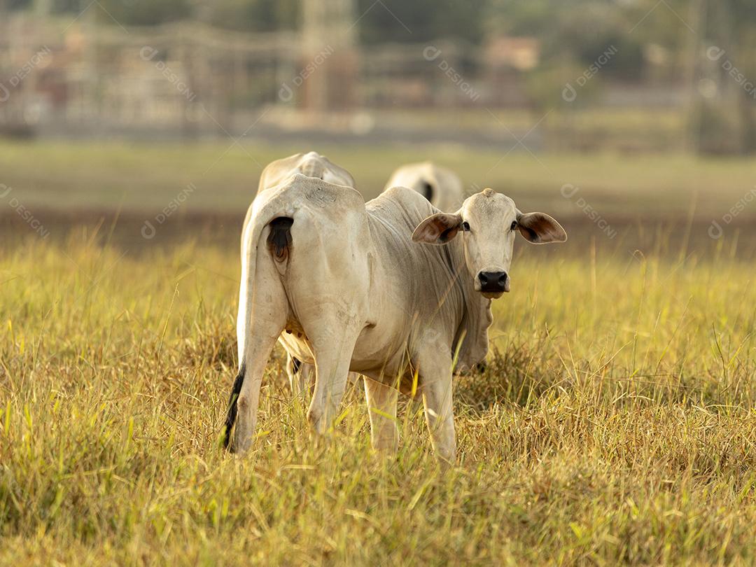 Vacas no pasto ao pôr do sol. Imagem JPG