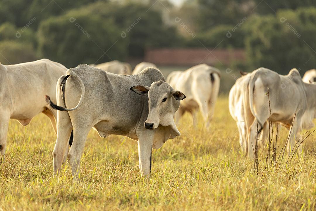Vacas no pasto ao pôr do sol. Imagem JPG