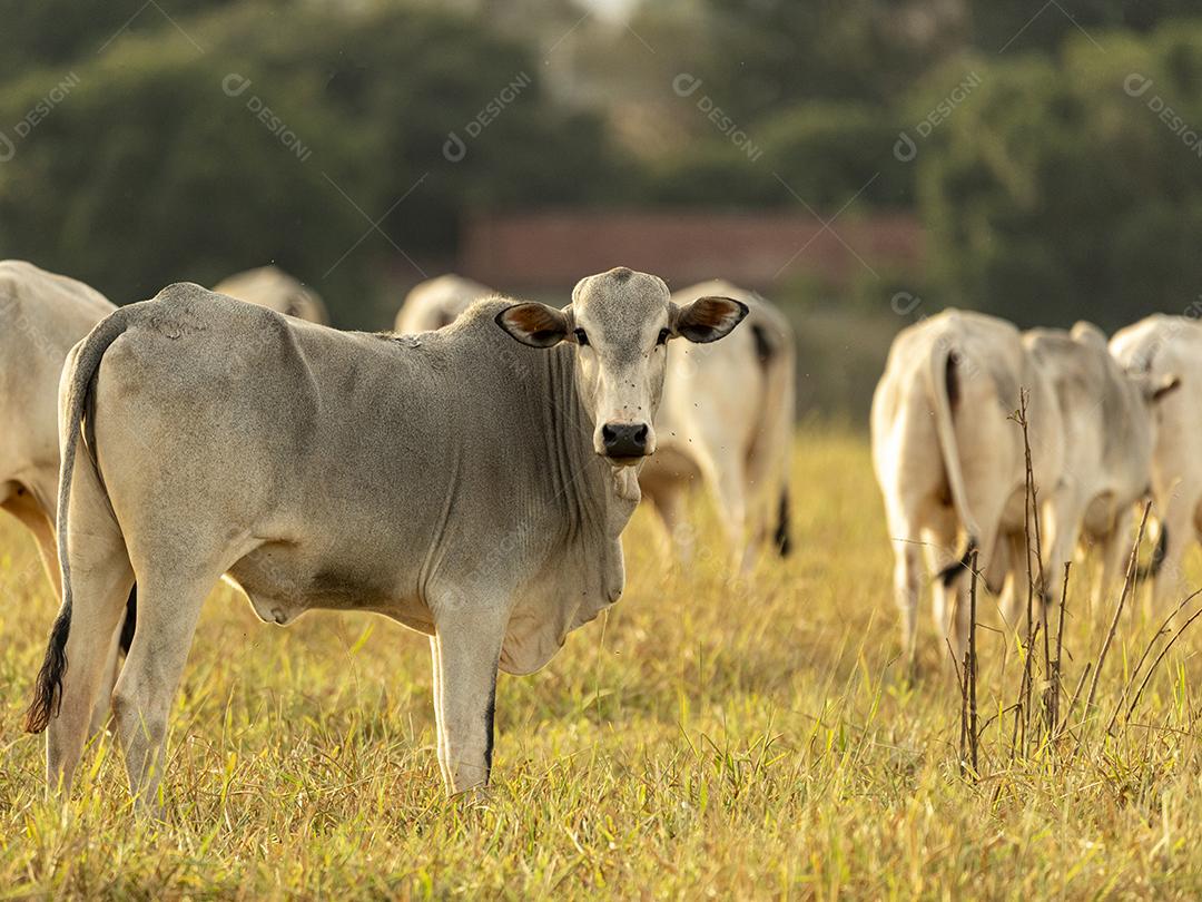 Vacas no pasto ao pôr do sol. Imagem JPG