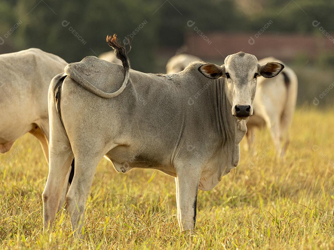 Vacas no pasto ao pôr do sol. Imagem JPG