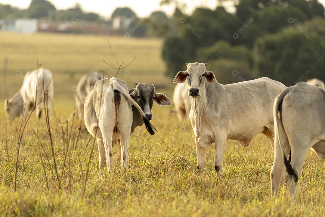 Vacas no pasto ao pôr do sol. Imagem JPG