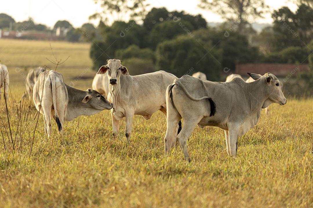 Vacas no pasto ao pôr do sol. Imagem JPG