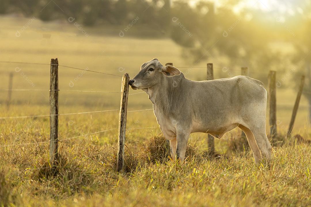 Retrato de vaca no pasto ao pôr do sol Imagem JPG
