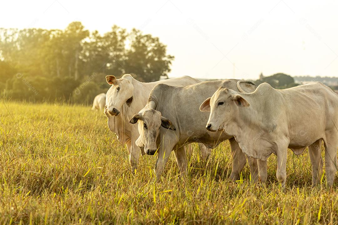 Vacas no pasto ao pôr do sol. Imagem JPG