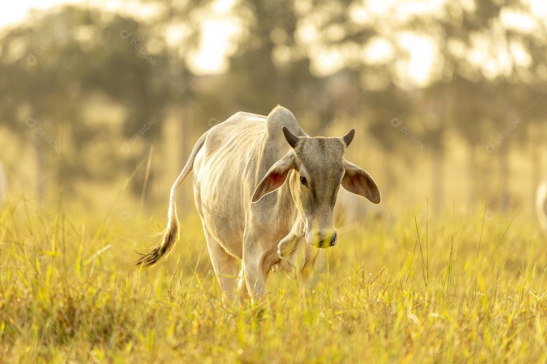 Vacas no pasto ao pôr do sol. Imagem JPG