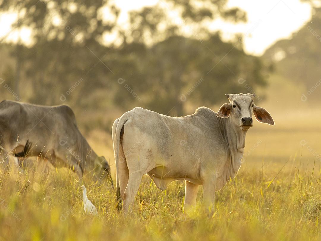 Vacas no pasto ao pôr do sol. Imagem JPG