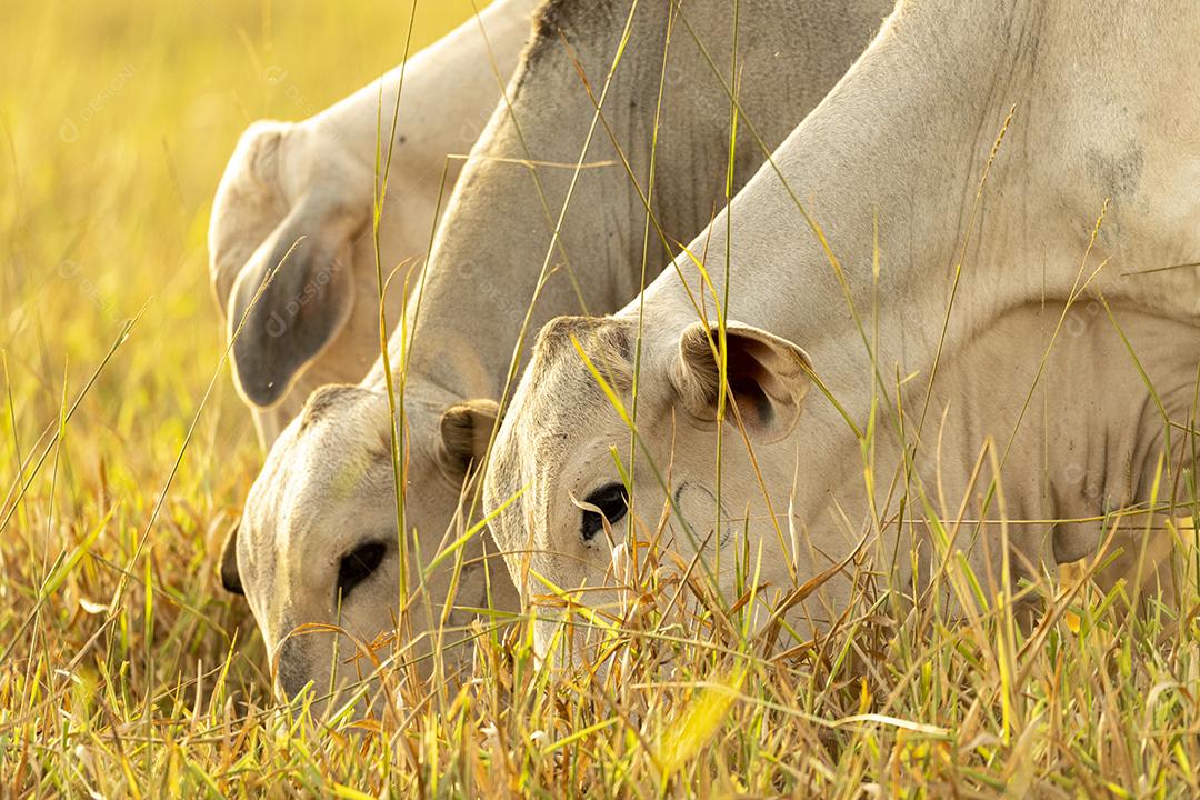 Vacas no pasto ao pôr do sol. Imagem JPG