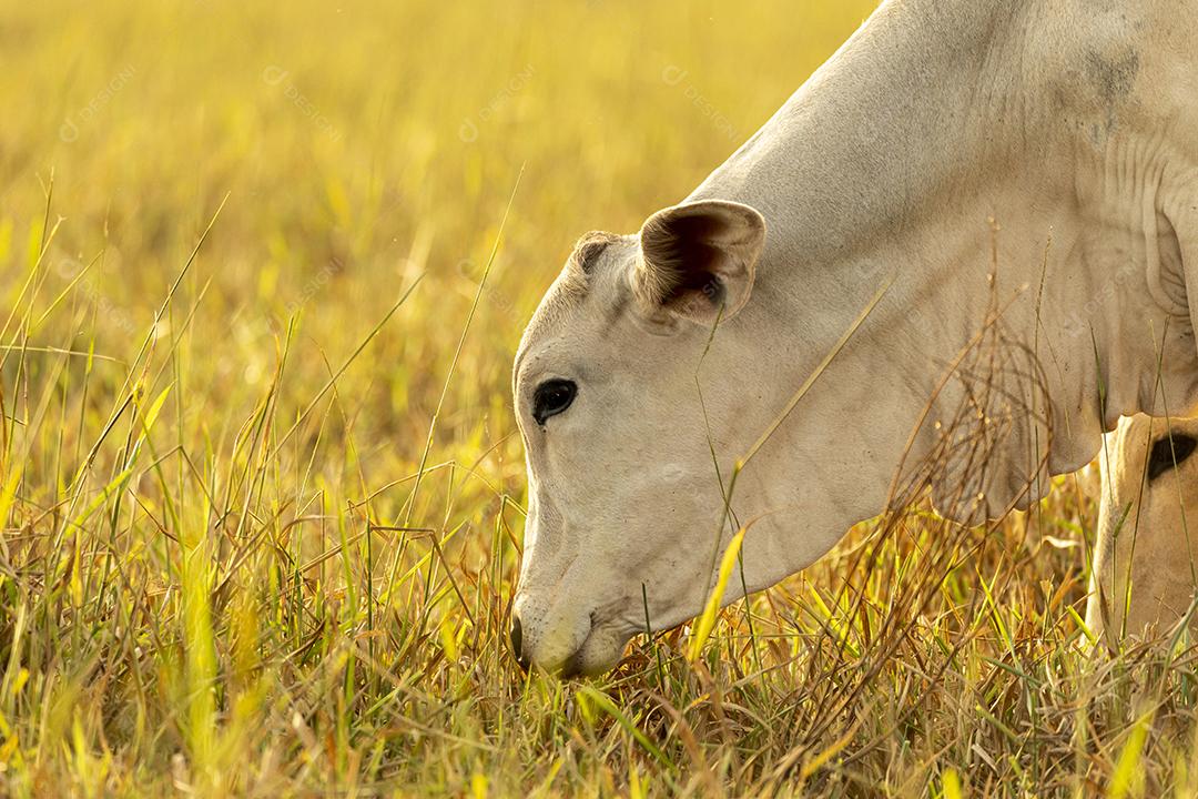 Vacas no pasto ao pôr do sol. Imagem JPG