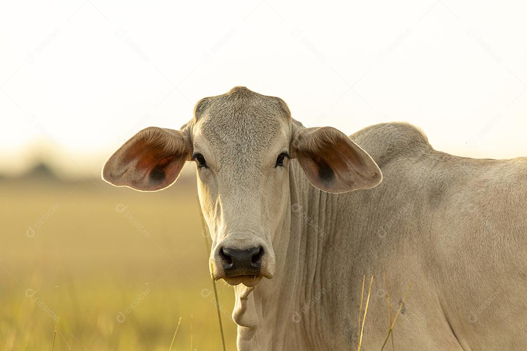 Vacas no pasto ao pôr do sol. Imagem JPG