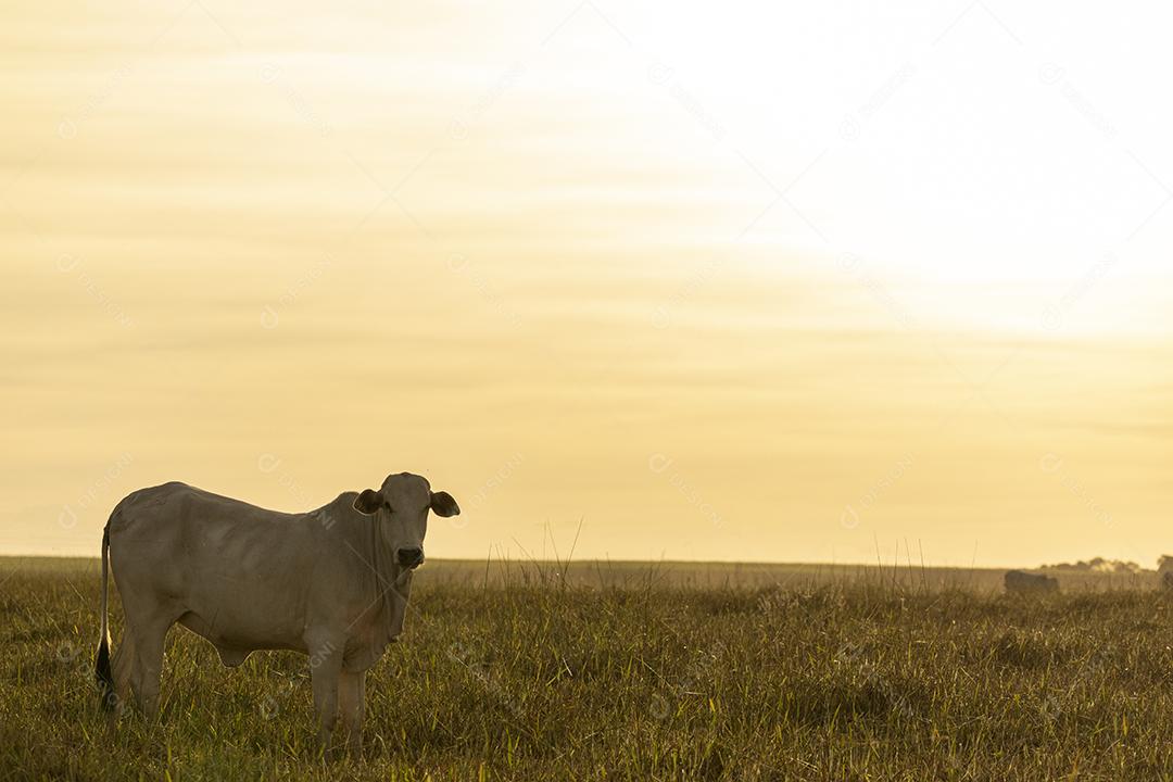 Vacas no pasto ao pôr do sol. Imagem JPG