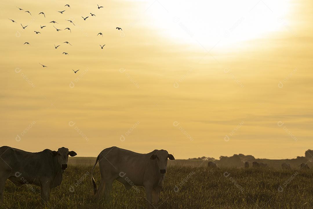 Vacas no pasto ao pôr do sol. Imagem JPG