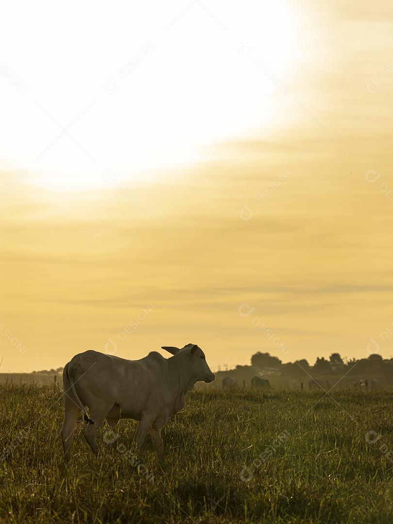 Vacas no pasto ao pôr do sol. Imagem JPG