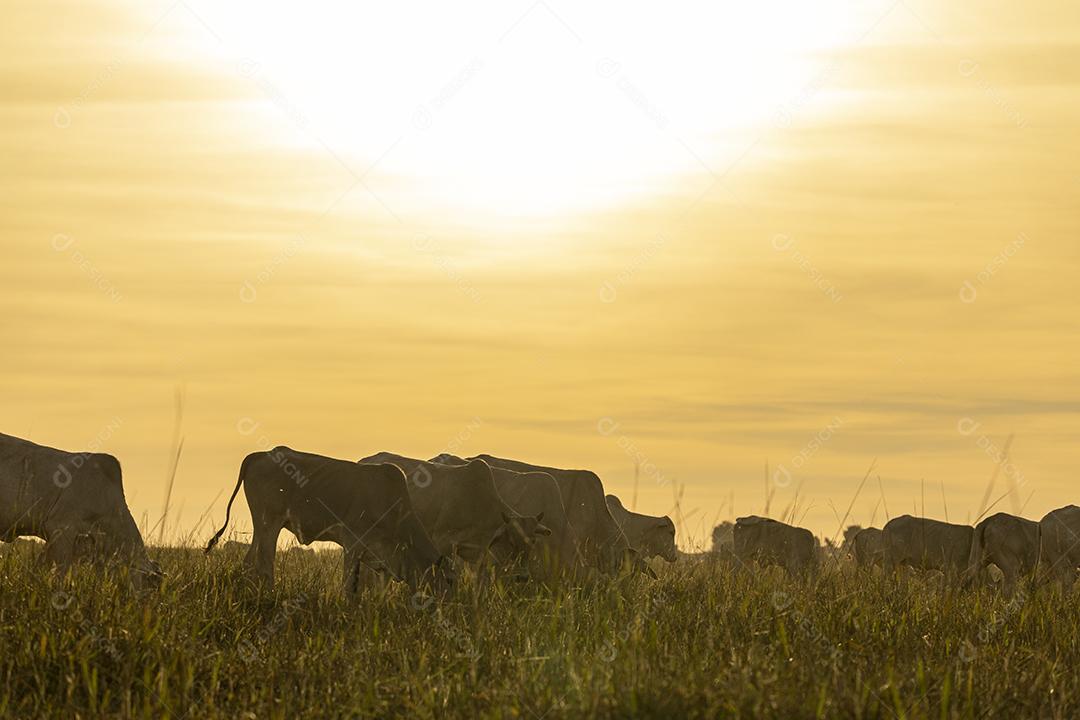 Vacas no pasto ao pôr do sol. Imagem JPG