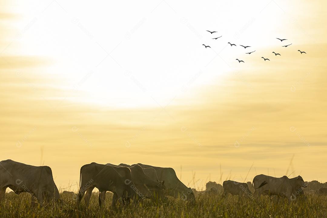 Vacas no pasto ao pôr do sol. Imagem JPG