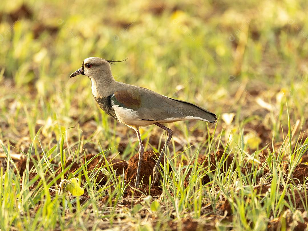 Fotos quero-quero (Vanellus chilensis) é uma limícola da ordem Charadriiformes