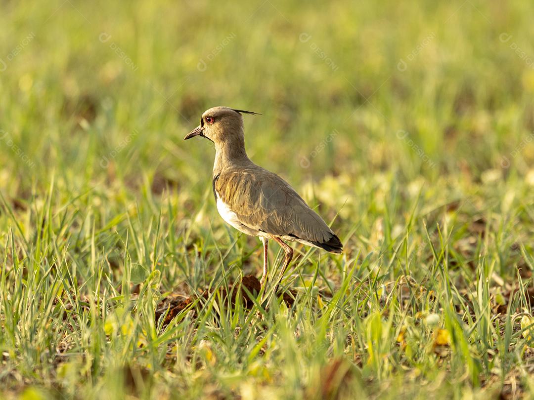Fotos quero-quero (Vanellus chilensis) é uma limícola da ordem Charadriiformes