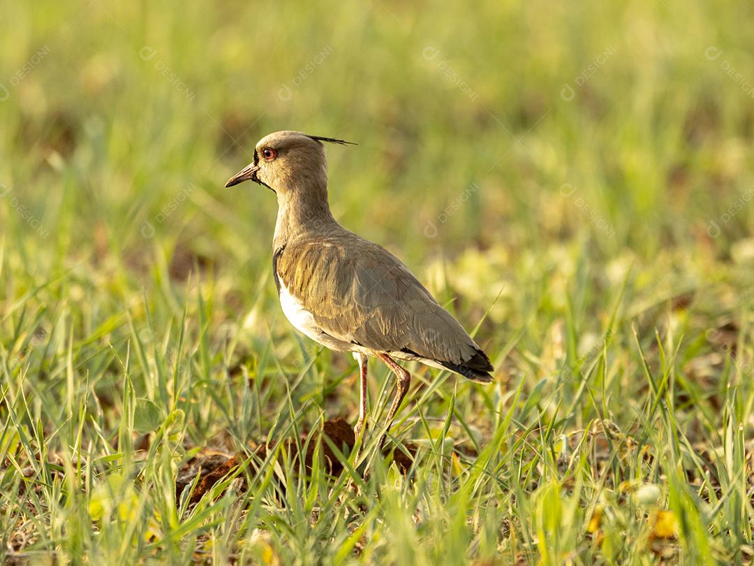 Fotos quero-quero (Vanellus chilensis) é uma limícola da ordem Charadriiformes