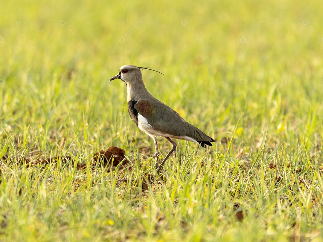 Fotos quero-quero (Vanellus chilensis) é uma limícola da ordem Charadriiformes