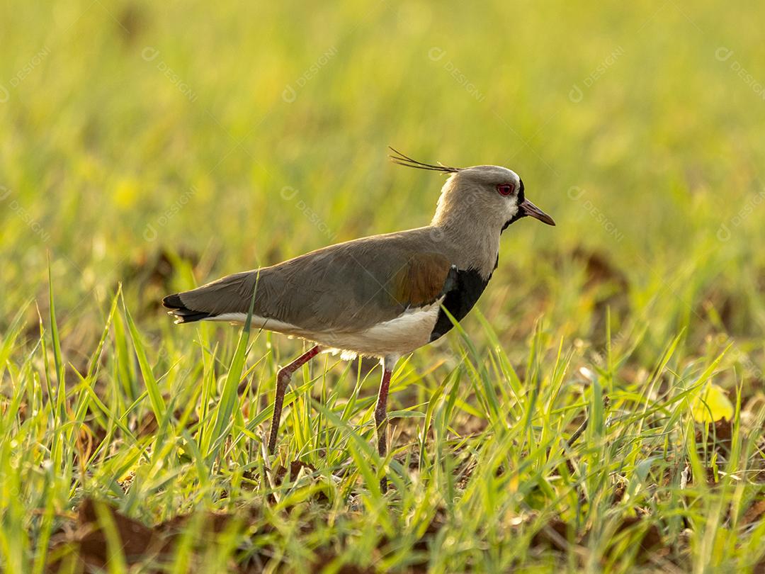 Fotos quero-quero (Vanellus chilensis) é uma limícola da ordem Charadriiformes