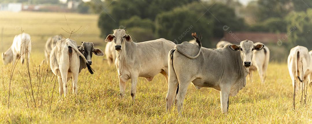Vacas no pasto ao pôr do sol. Imagem JPG