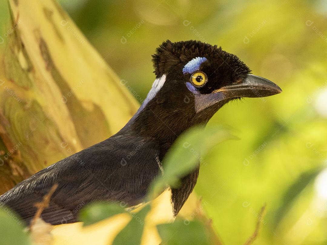 O gaio-de-crista-curva (Cyanocorax cristatellus) é um gaio da América do Sul Imagem JPG