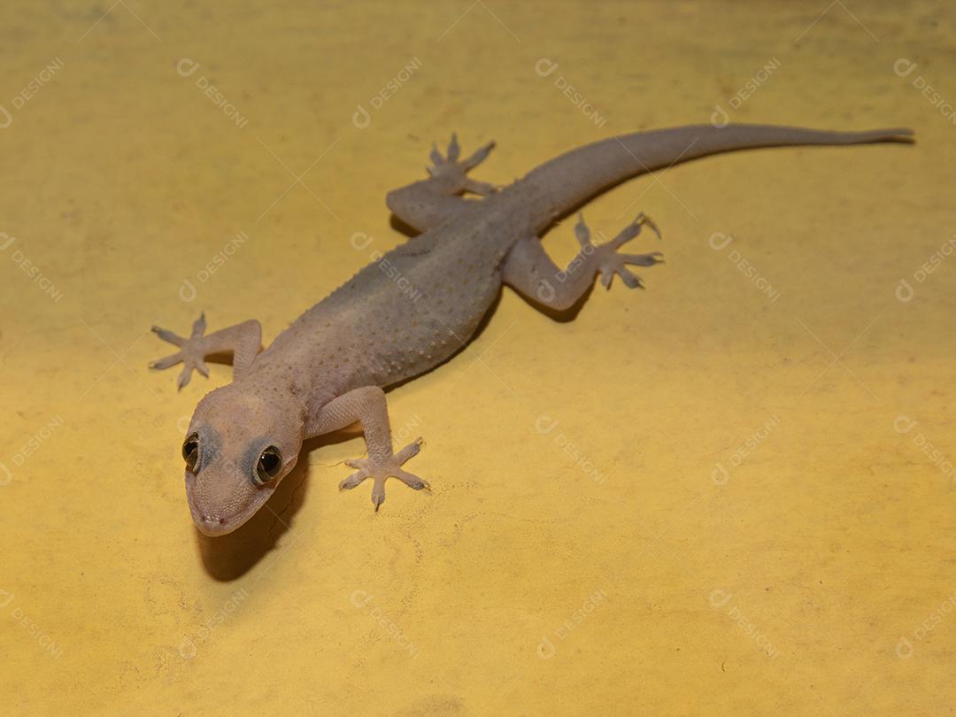 Gecko doméstico na parede da casa Imagem JPG