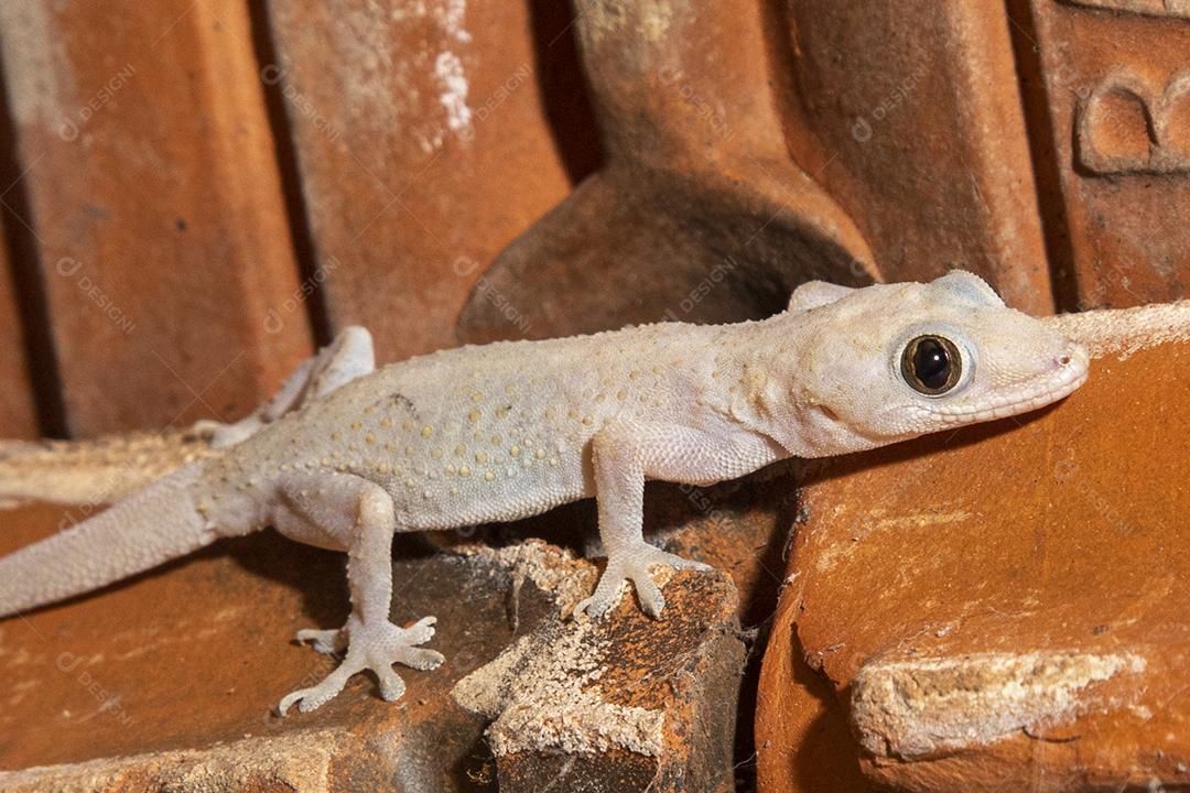 Gecko doméstico na parede da casa Imagem JPG