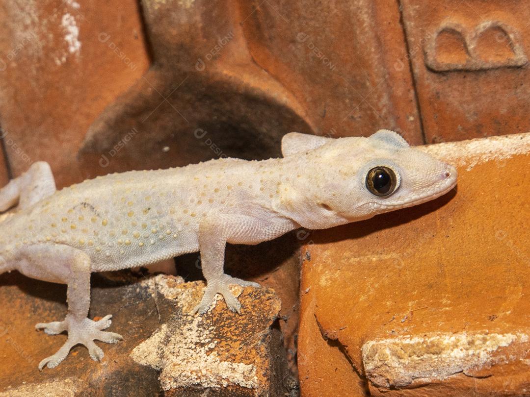 Gecko doméstico na parede da casa Imagem JPG