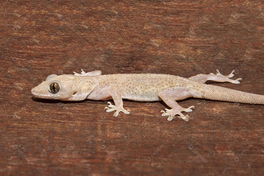 Gecko doméstico na parede da casa Imagem JPG