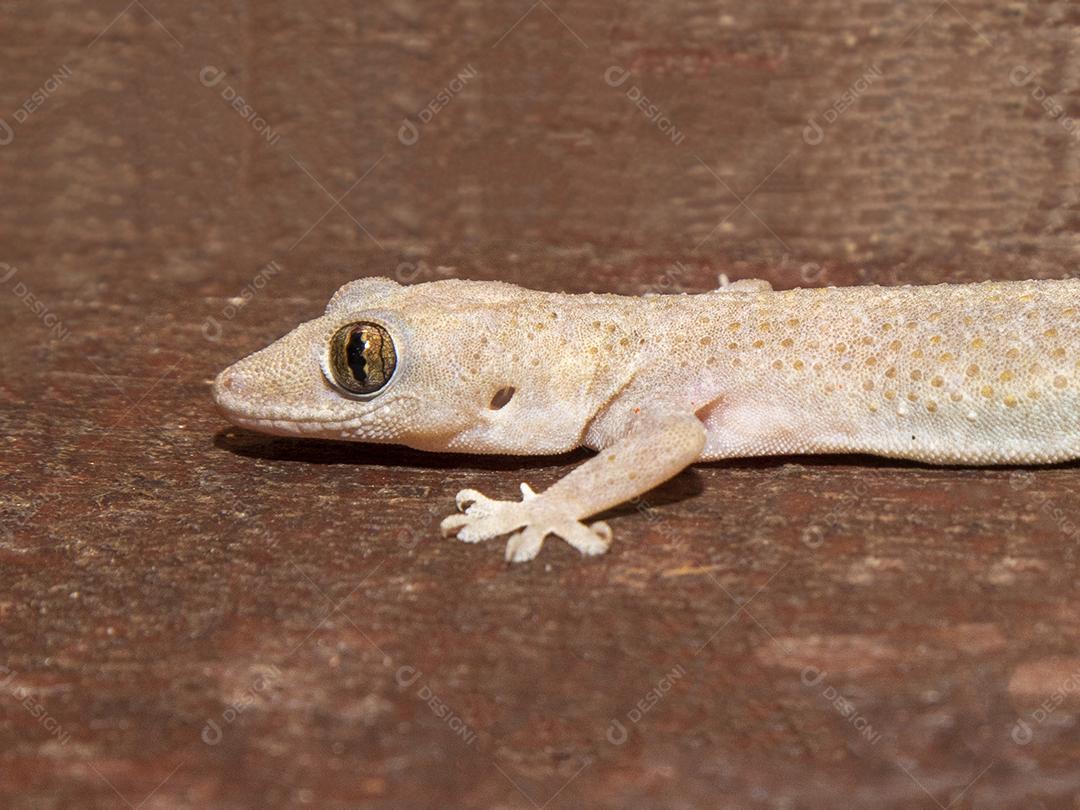Gecko doméstico na parede da casa Imagem JPG