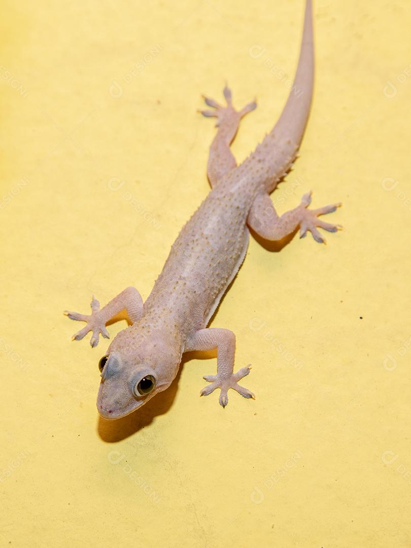 Gecko doméstico na parede da casa Imagem JPG